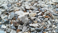 Dociostaurus genei genei