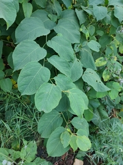 Reynoutria × bohemica