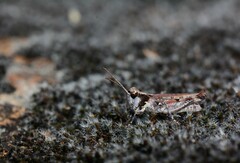 Dociostaurus genei genei