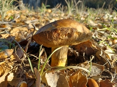 Xerocomellus dryophilus