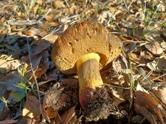 Xerocomellus dryophilus