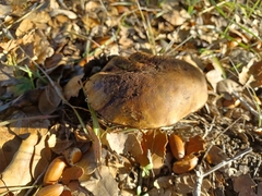 Xerocomellus dryophilus