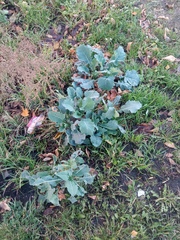 Brassica napus