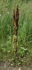 Rumex pseudonatronatus