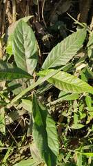 Eriobotrya japonica