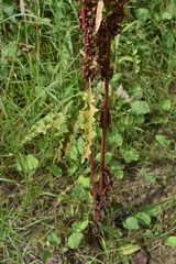 Rumex pseudonatronatus