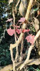 Euphorbia cotinifolia