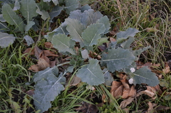 Brassica napus