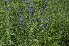 Dracocephalum ruyschiana