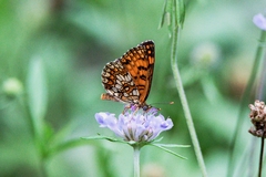 Melitaea athalia
