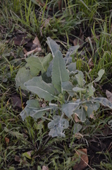 Brassica napus