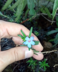Glandora prostrata lusitanica