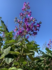 Pleroma heteromallum