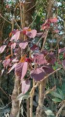 Euphorbia cotinifolia