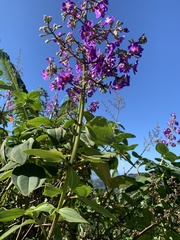 Pleroma heteromallum