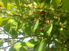 Erythroxylum coca