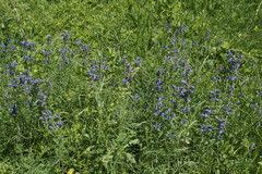 Dracocephalum ruyschiana
