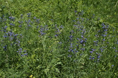Dracocephalum ruyschiana