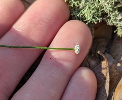 Eriocaulaceae