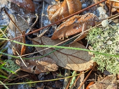 Eriocaulaceae