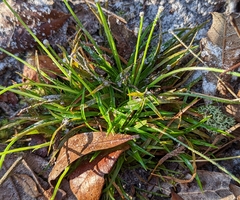 Eriocaulaceae
