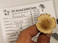Russula pulverulenta