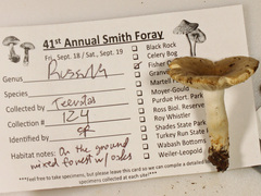 Russula pulverulenta