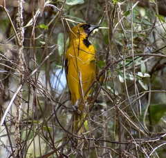 Icterus gularis × graduacauda