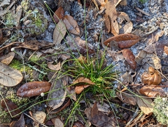 Eriocaulaceae