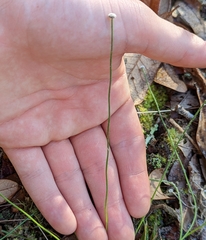 Eriocaulaceae