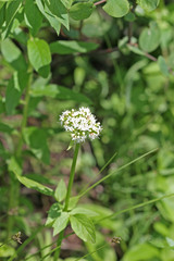 Valeriana occidentalis