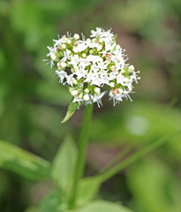 Valeriana occidentalis