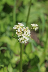Valeriana occidentalis