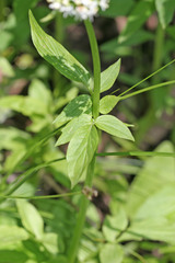 Valeriana occidentalis