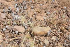 Dociostaurus maroccanus