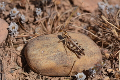 Dociostaurus maroccanus