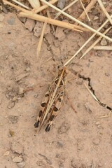 Dociostaurus maroccanus