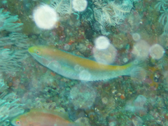 Stethojulis notialis