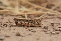 Dociostaurus maroccanus