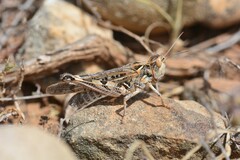 Dociostaurus maroccanus