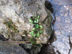 Conocephalum conicum