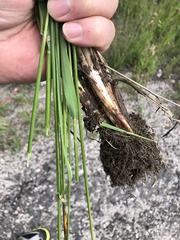 Alopecurus arundinaceus