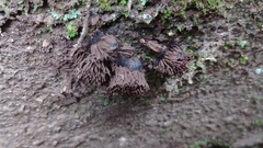 Stemonitis