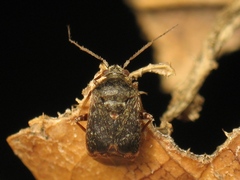 Charagochilus