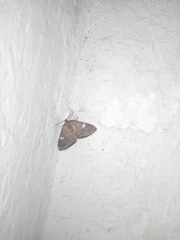 Larentia malvata