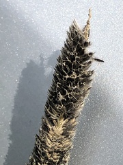 Alopecurus arundinaceus