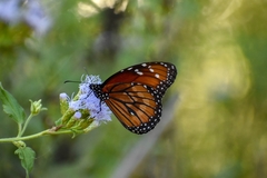Danaus eresimus