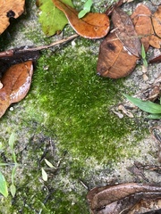 Phaeoceros carolinianus