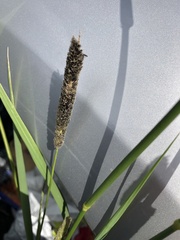 Alopecurus arundinaceus