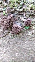 Stemonitis
